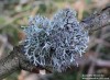 větvičník slívový (Houby), Evernia prunastri (Fungi)